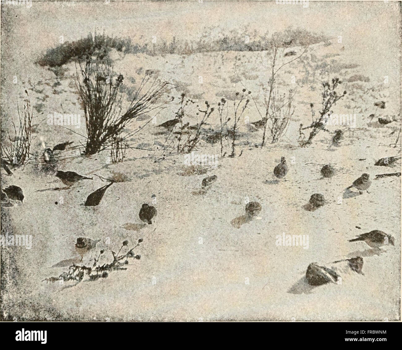 The animans and man; an elementary textbook of zoology and human physiology (1911 Stock Photo