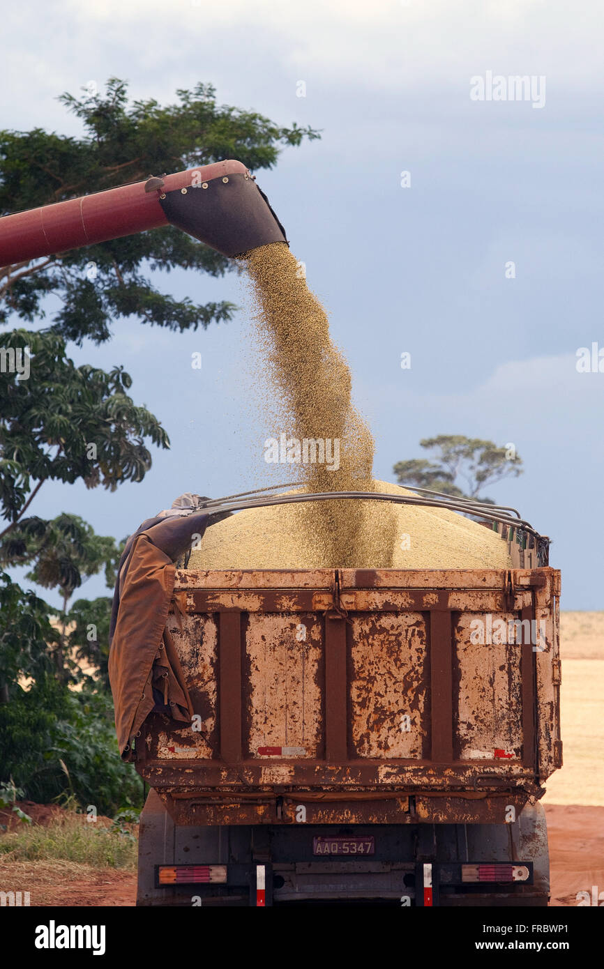 Unloading of soybeans in the bucket truck Stock Photo