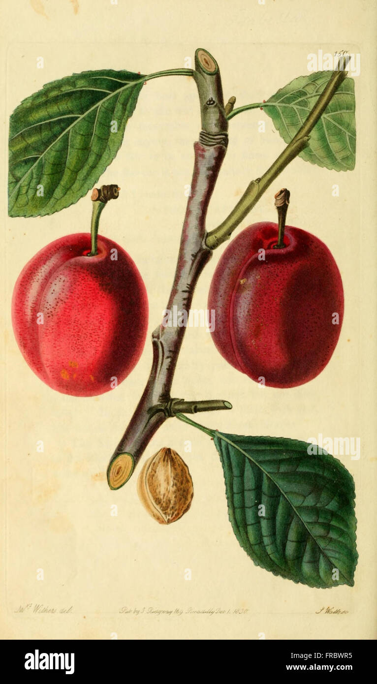 Pomology Examples 'The Pomological Magazine' features illustrations and descriptions of ...