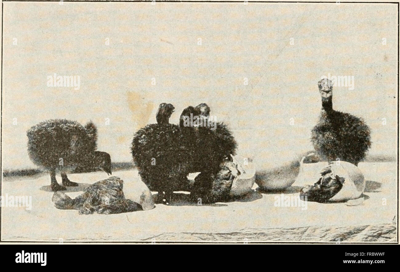 The animans and man; an elementary textbook of zoology and human physiology (1911 Stock Photo