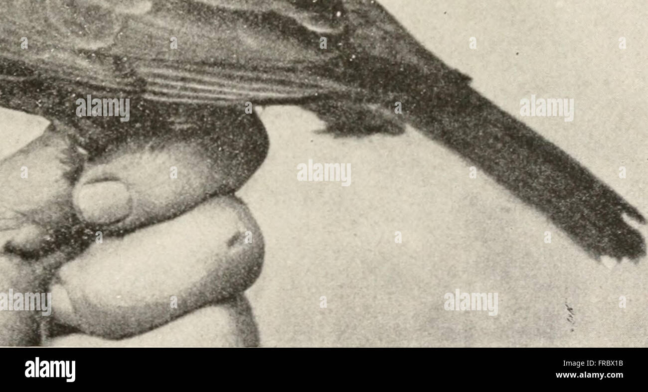 The animans and man; an elementary textbook of zoology and human physiology (1911 Stock Photo