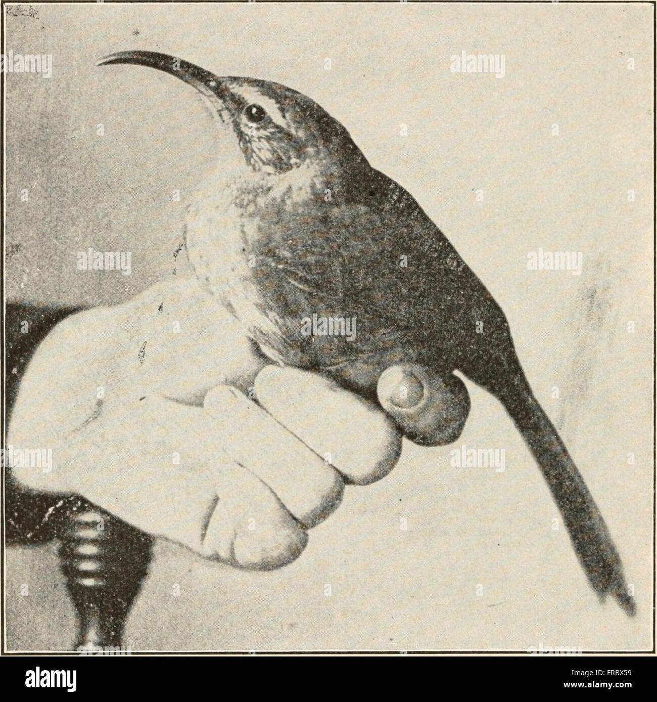 The animans and man; an elementary textbook of zoology and human physiology (1911 Stock Photo