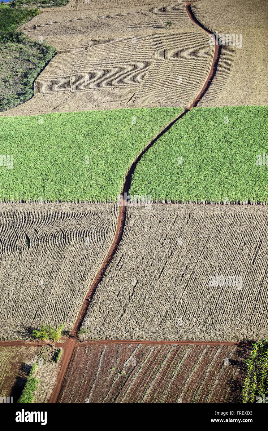 Aerial view of dirt road between planting corn and planting of cane sugar Stock Photo