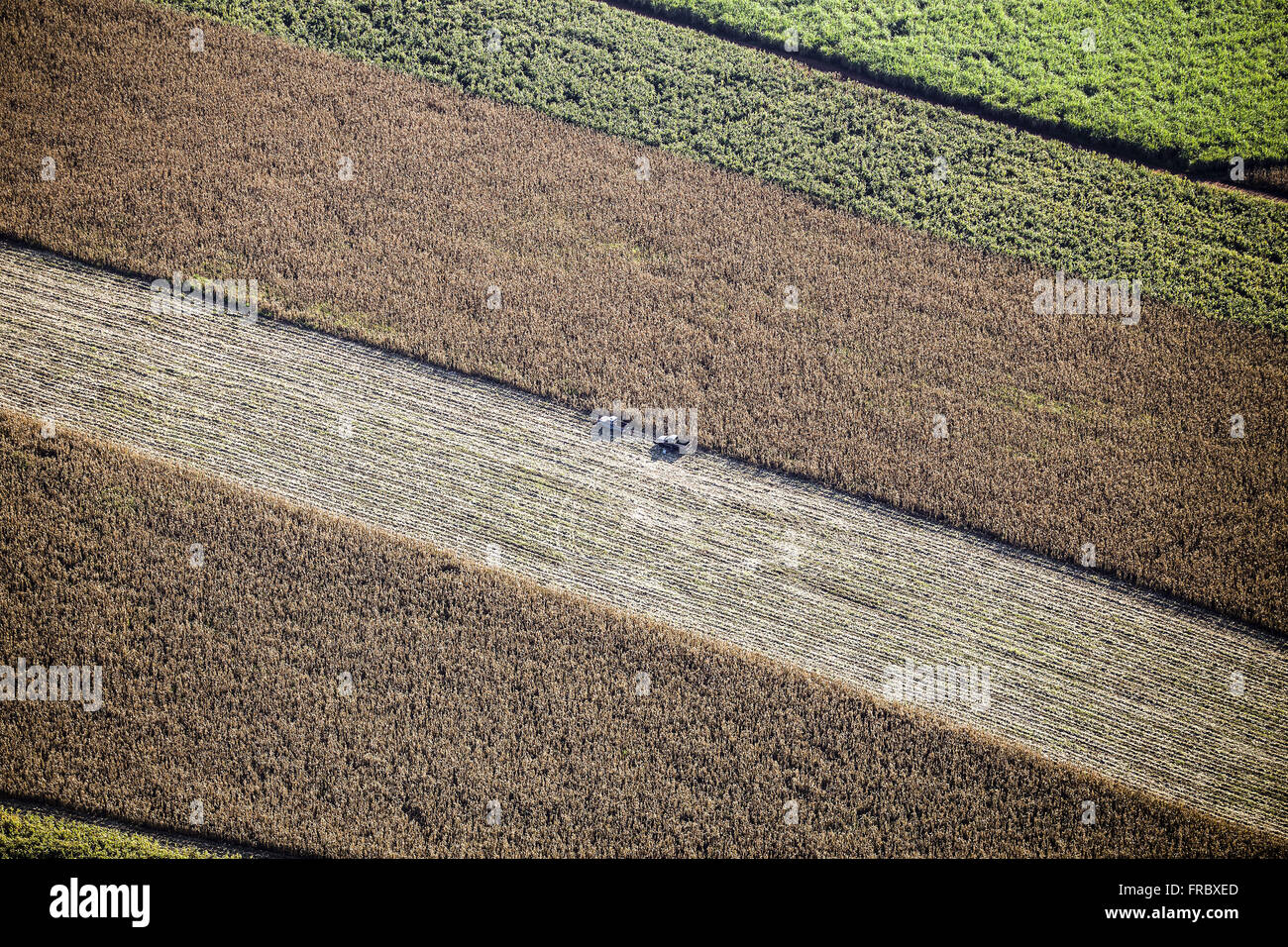 Aerial view of combine harvesting corn Stock Photo