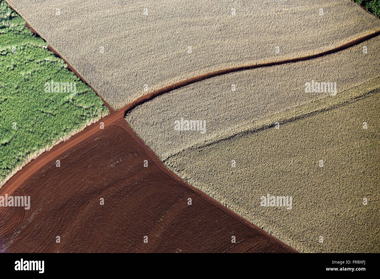 Aerial view of dirt road between planting corn Stock Photo