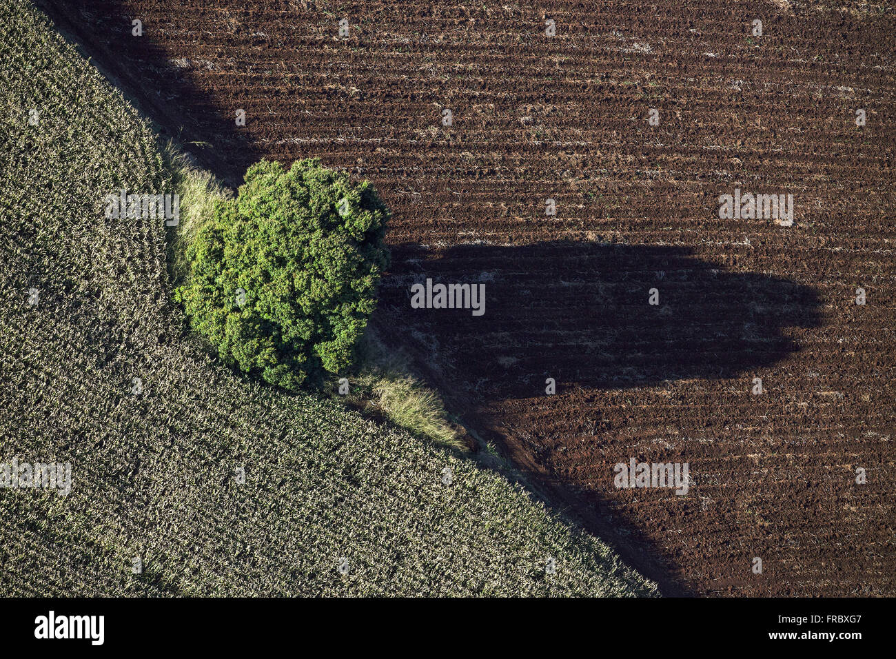Aerial view of corn crop Stock Photo