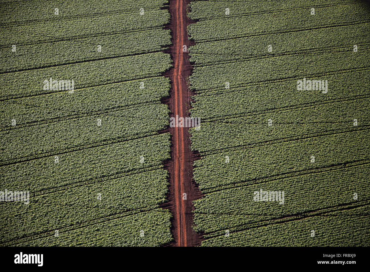 Aerial view of soy plantation in the countryside Stock Photo