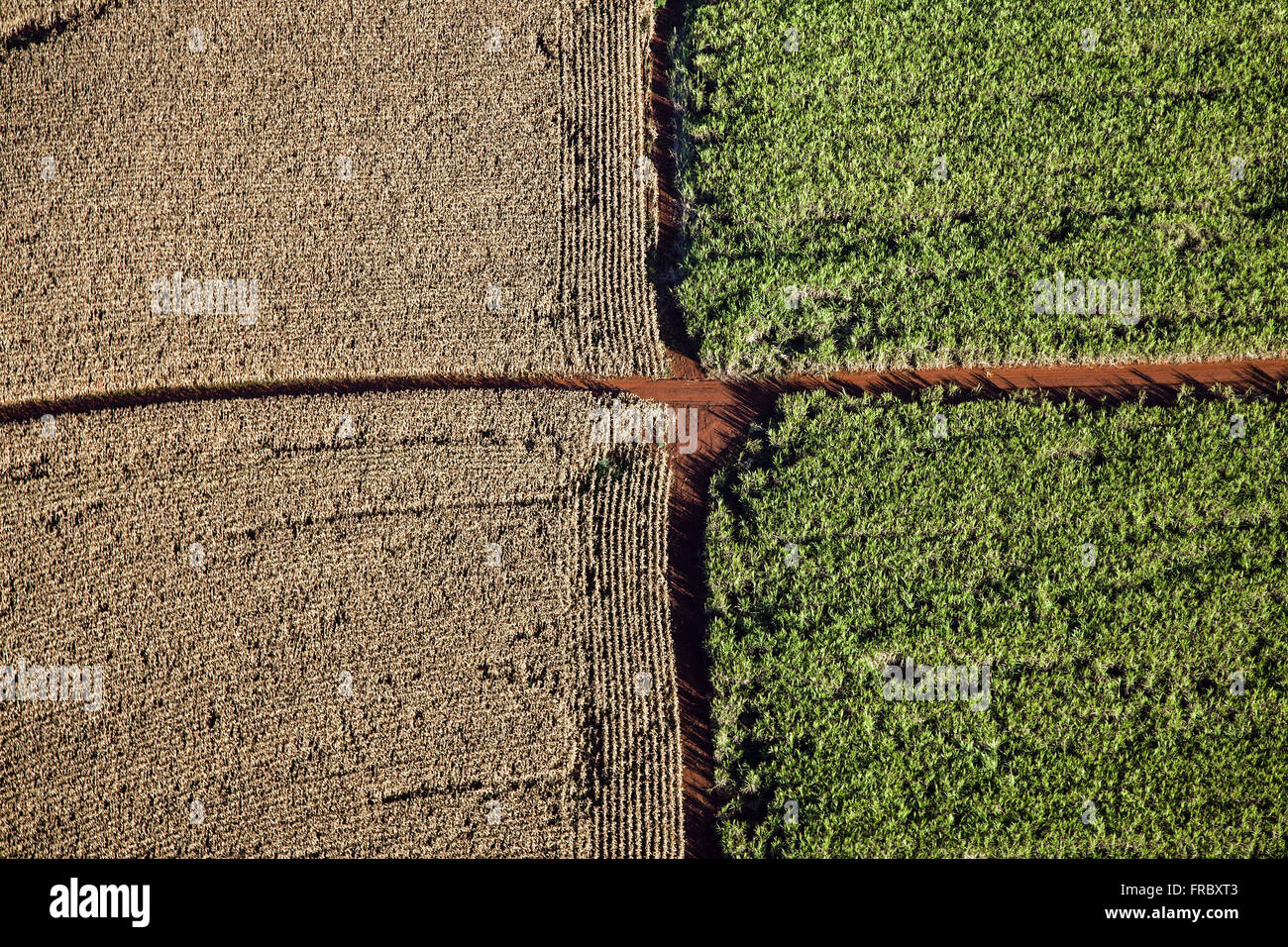 Aerial view of planting corn and cane sugar Stock Photo