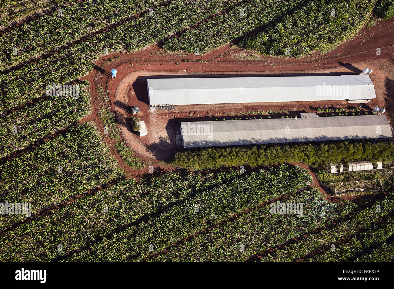 Aerial view of banana plantation Stock Photo