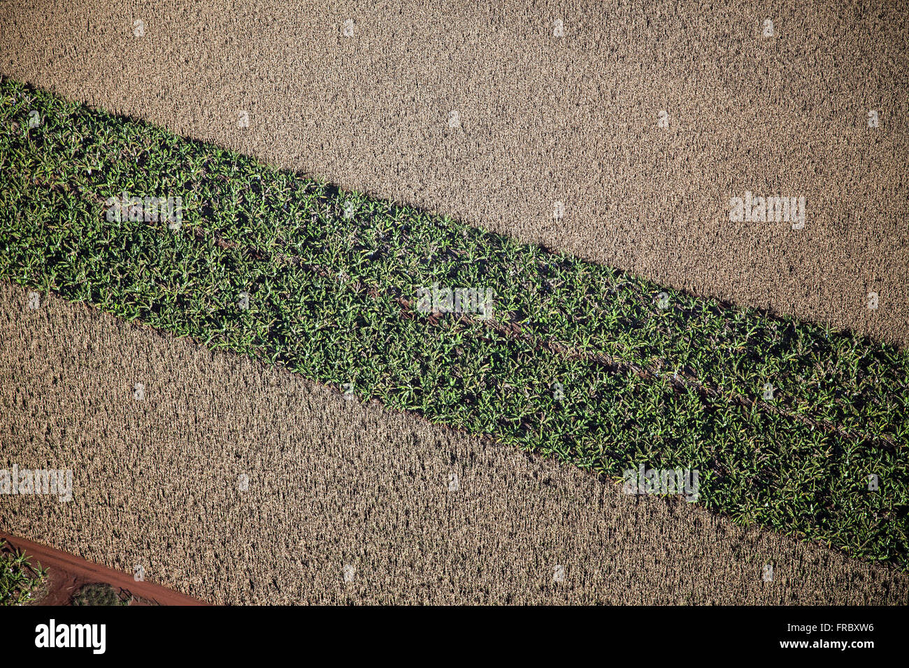 Aerial view of planting corn and bananas Stock Photo