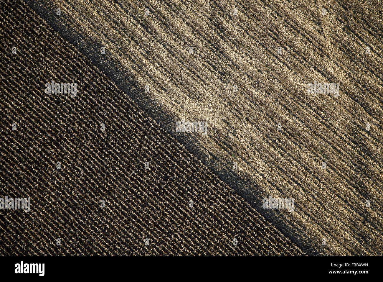Aerial view of planting corn Stock Photo