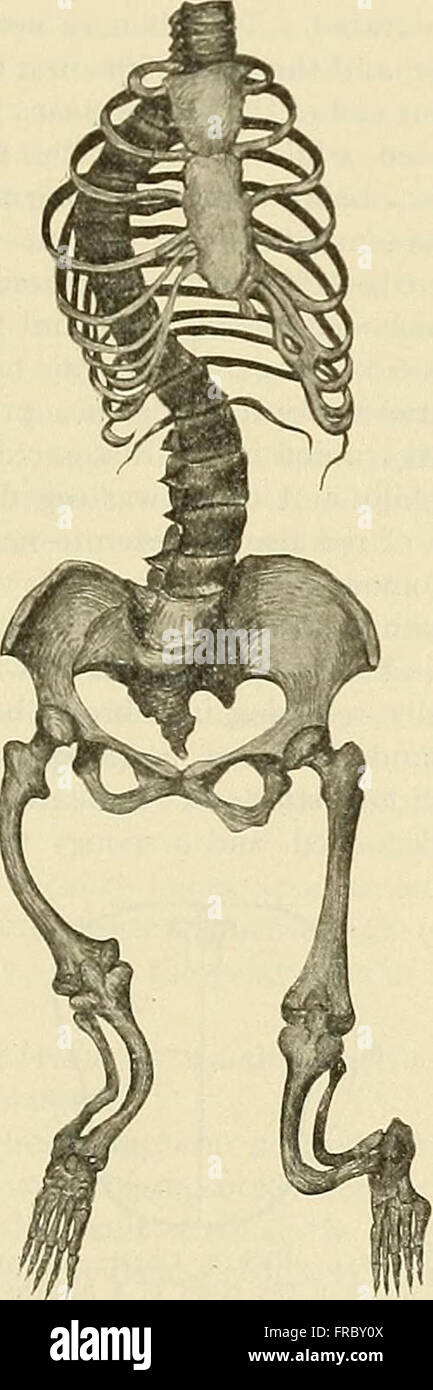 The practice of medicine; a text-book for practitioners and students, with special reference to diagnosis and treatment (1913) Stock Photo