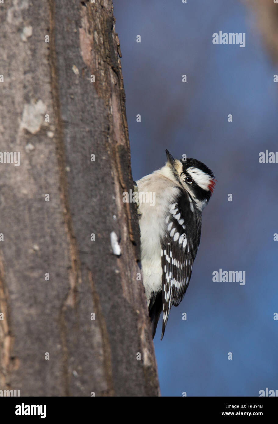 male Downy Woodpecker (Picoides pubescens) in winter Stock Photo - Alamy