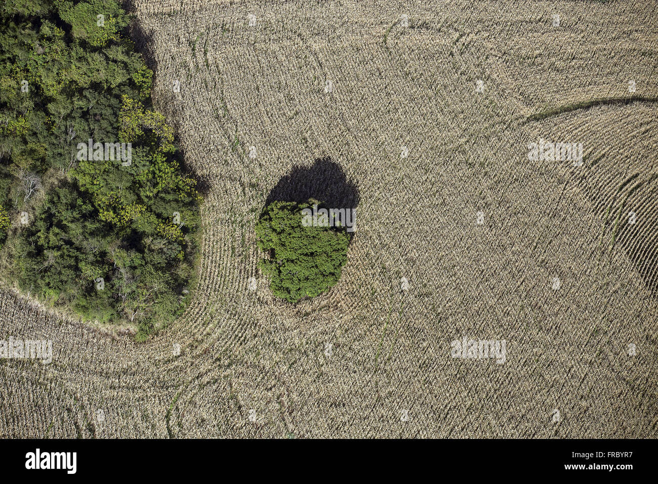 Middle of corn field hi-res stock photography and images - Alamy