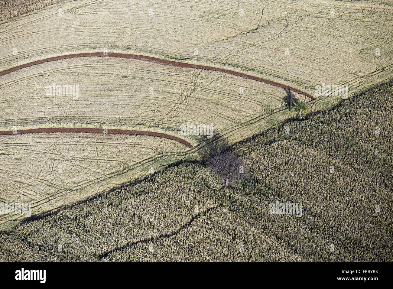 Aerial view of tree isolated in the middle of the left wheat plantation ...
