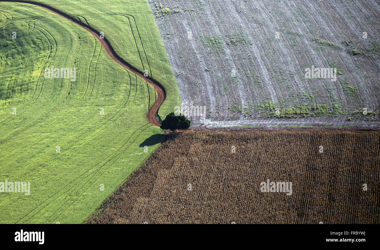 Aerial view of tree isolated in the middle of wheat and corn plantation ...