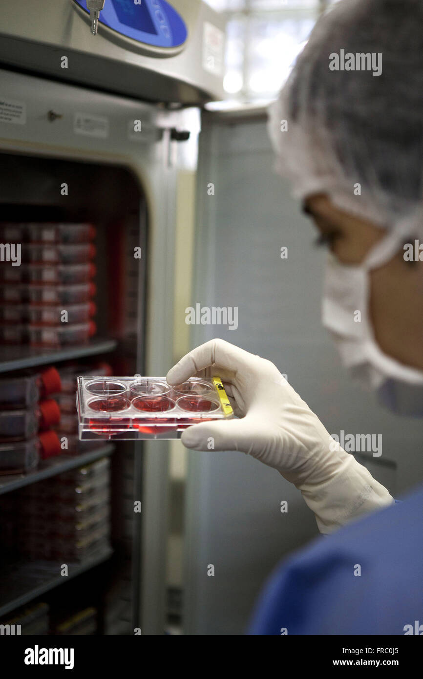 National Institute of Traumatology and Orthopedics - INTO - Laboratory of Cell Therapy Stock Photo