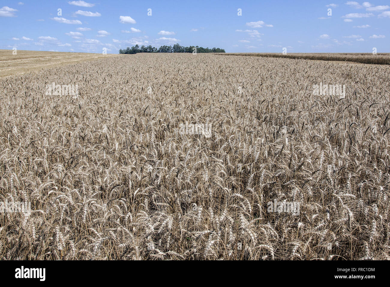 Plantação de trigo na zona rural Stock Photo - Alamy