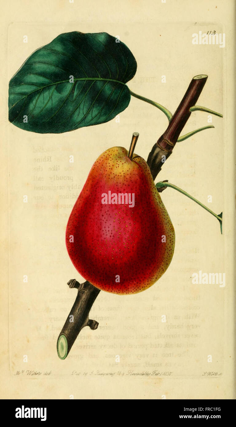 Pomology Examples 'The Pomological Magazine' (Plate 112) features detailed illustrations ...