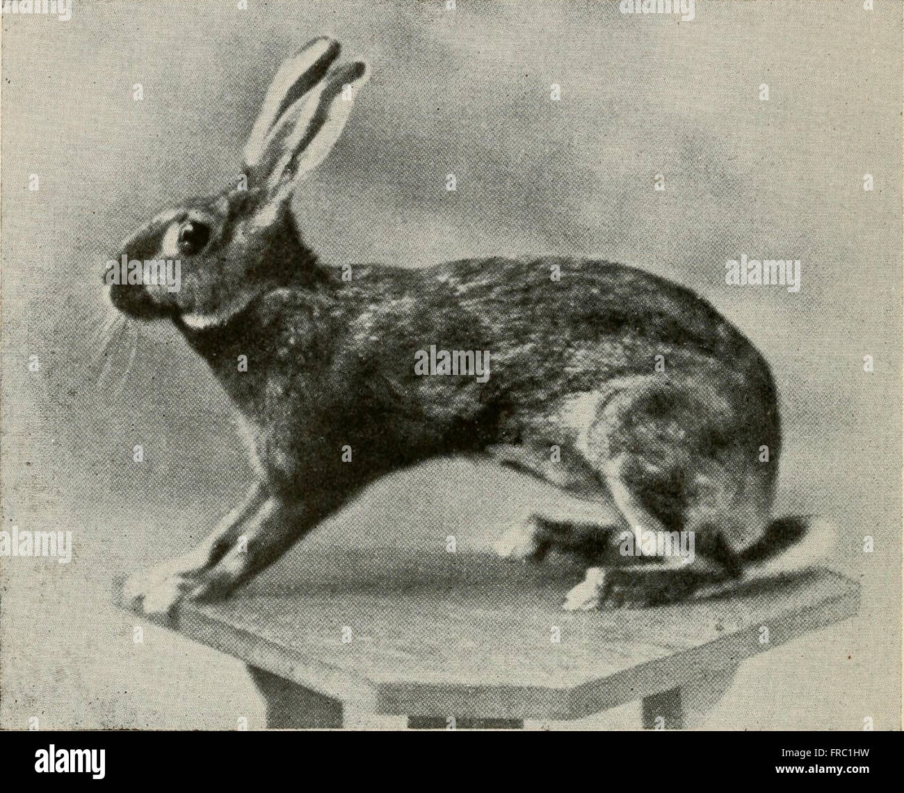 The American pet stock standard of perfection and official guide to the