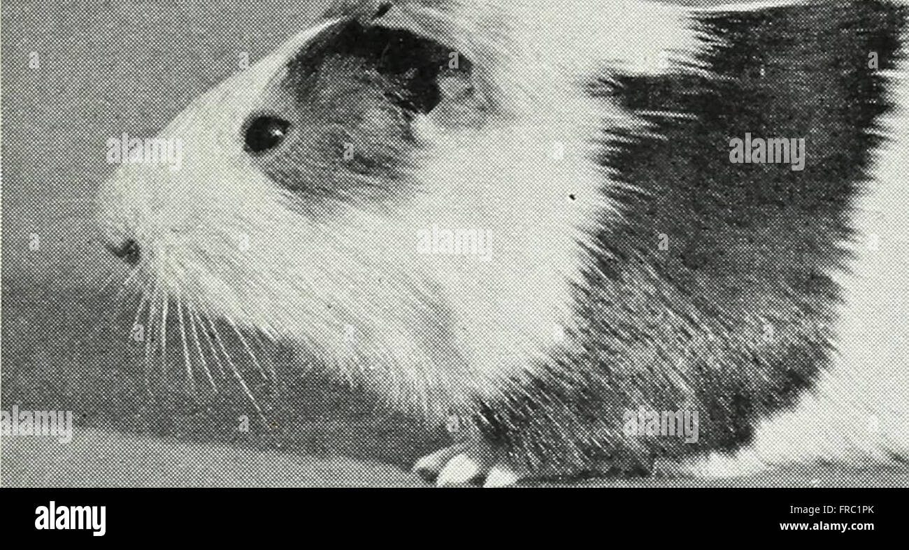 The effects of inbreeding and crossbreeding on guinea pigs I. decline