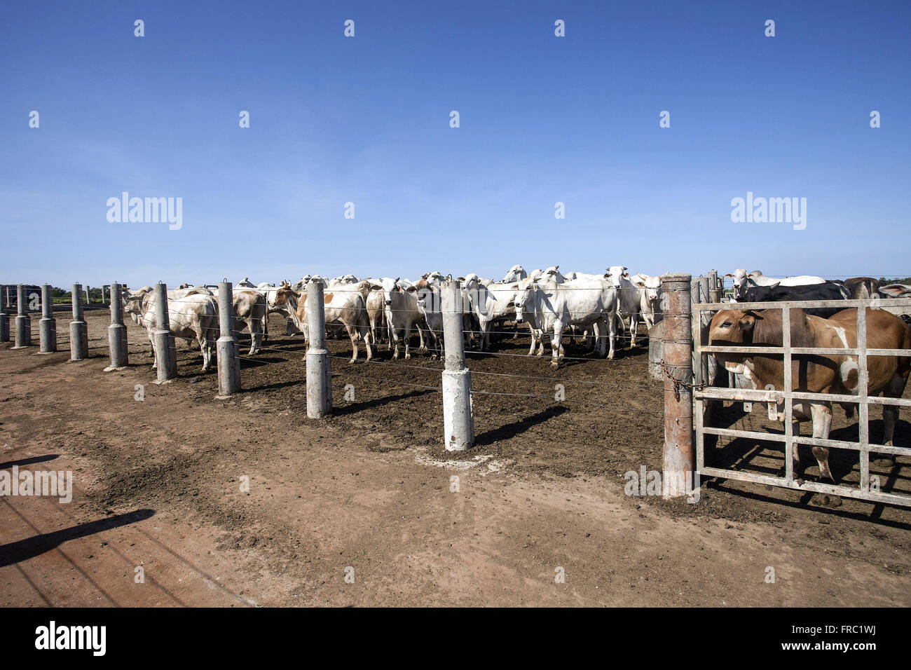 Mestizo livestock on rural property Stock Photo