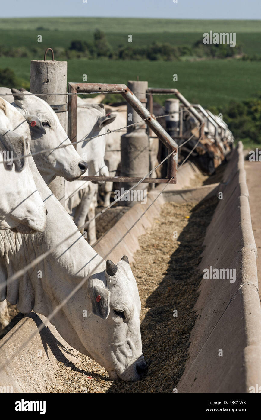 Mestizo livestock on rural property Stock Photo