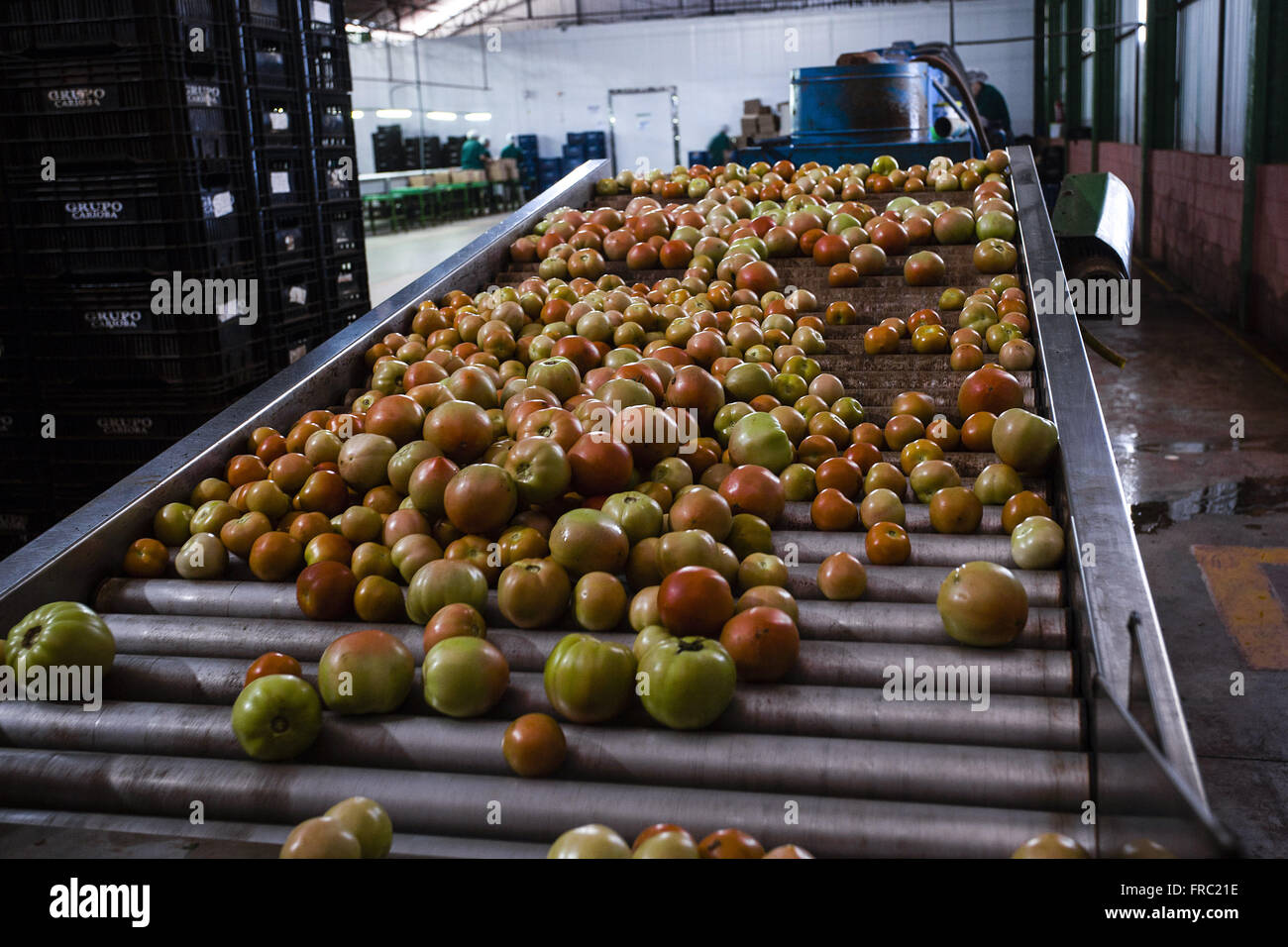Tomato factory hires stock photography and images Alamy