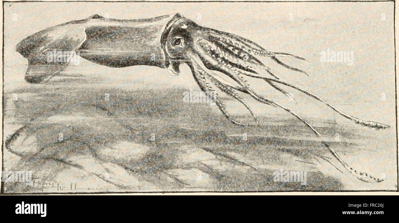 The animans and man; an elementary textbook of zoology and human physiology (1911 Stock Photo