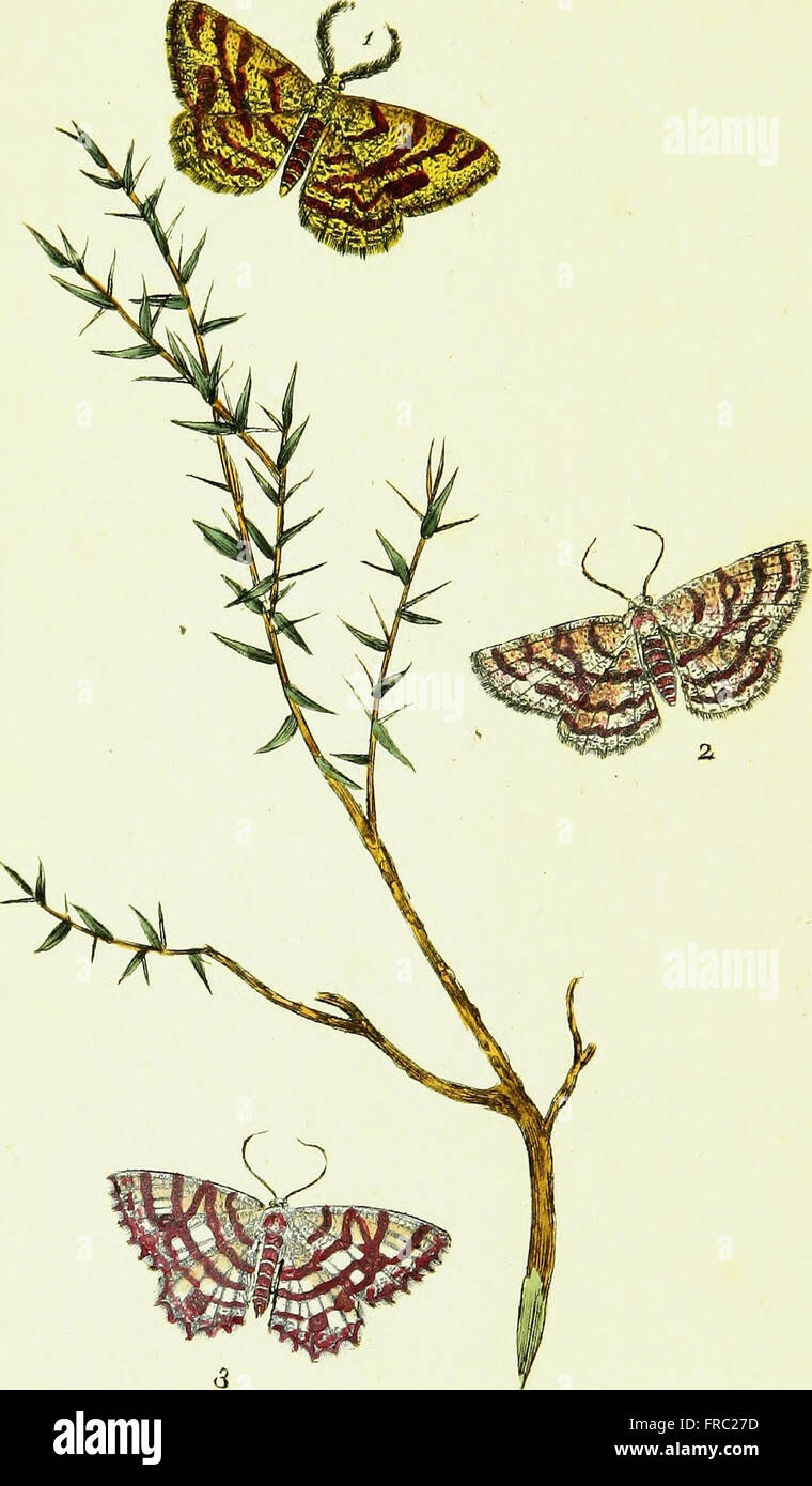 This work covers the natural history of British insects, detailing ...