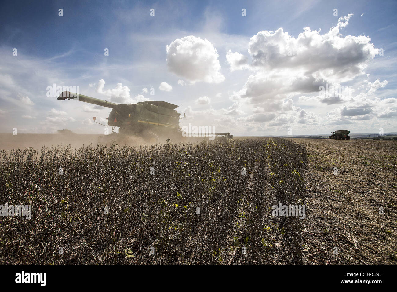 Pods of transgenic soybeans ready for harvest in the countryside - the harvester background Stock Photo