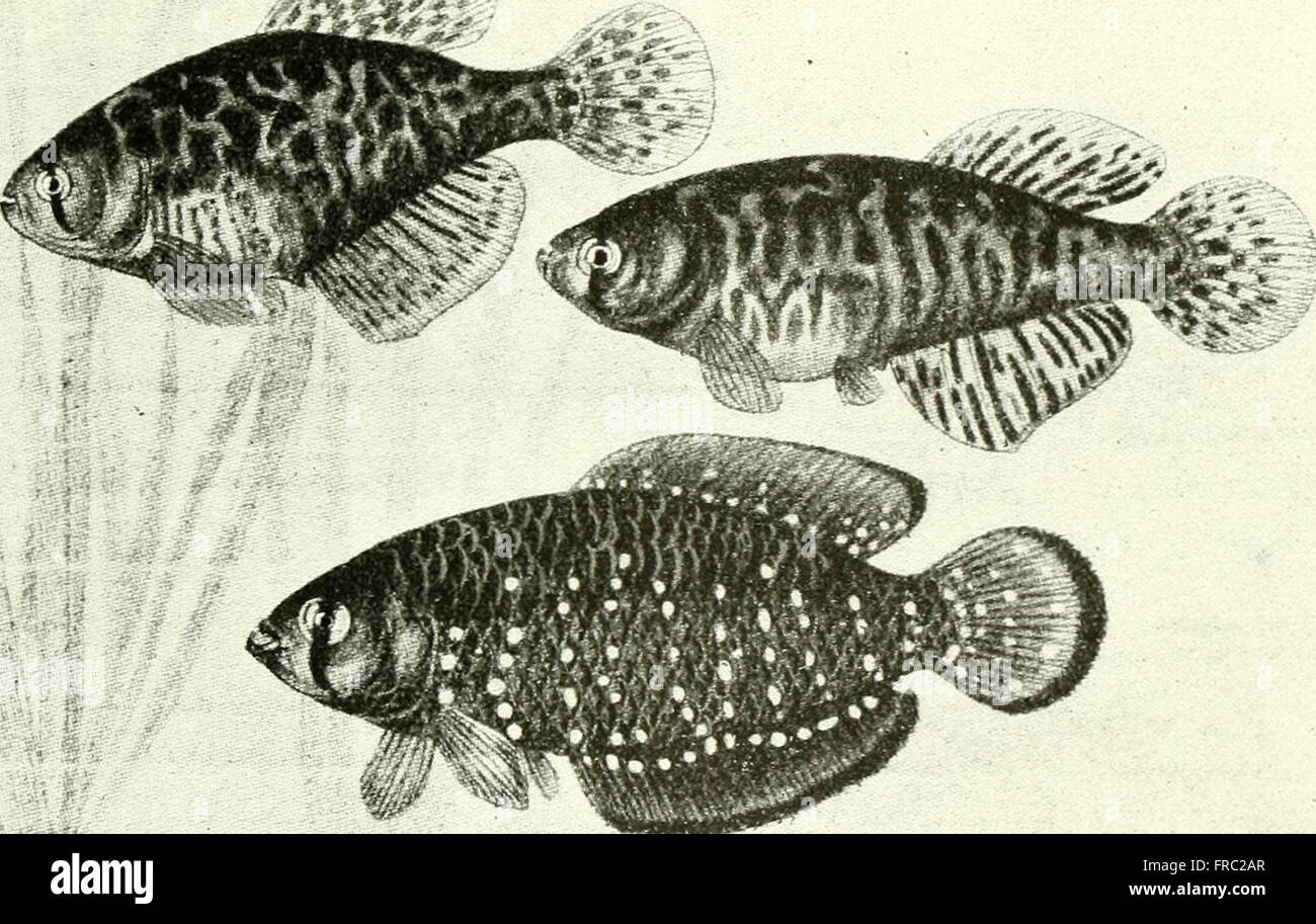 Goldfish Aquarium Setup And Maintenance For Aquarium Maturity Reference: A 1936 Guide To Aquarium Care Focusing On Goldfish And
