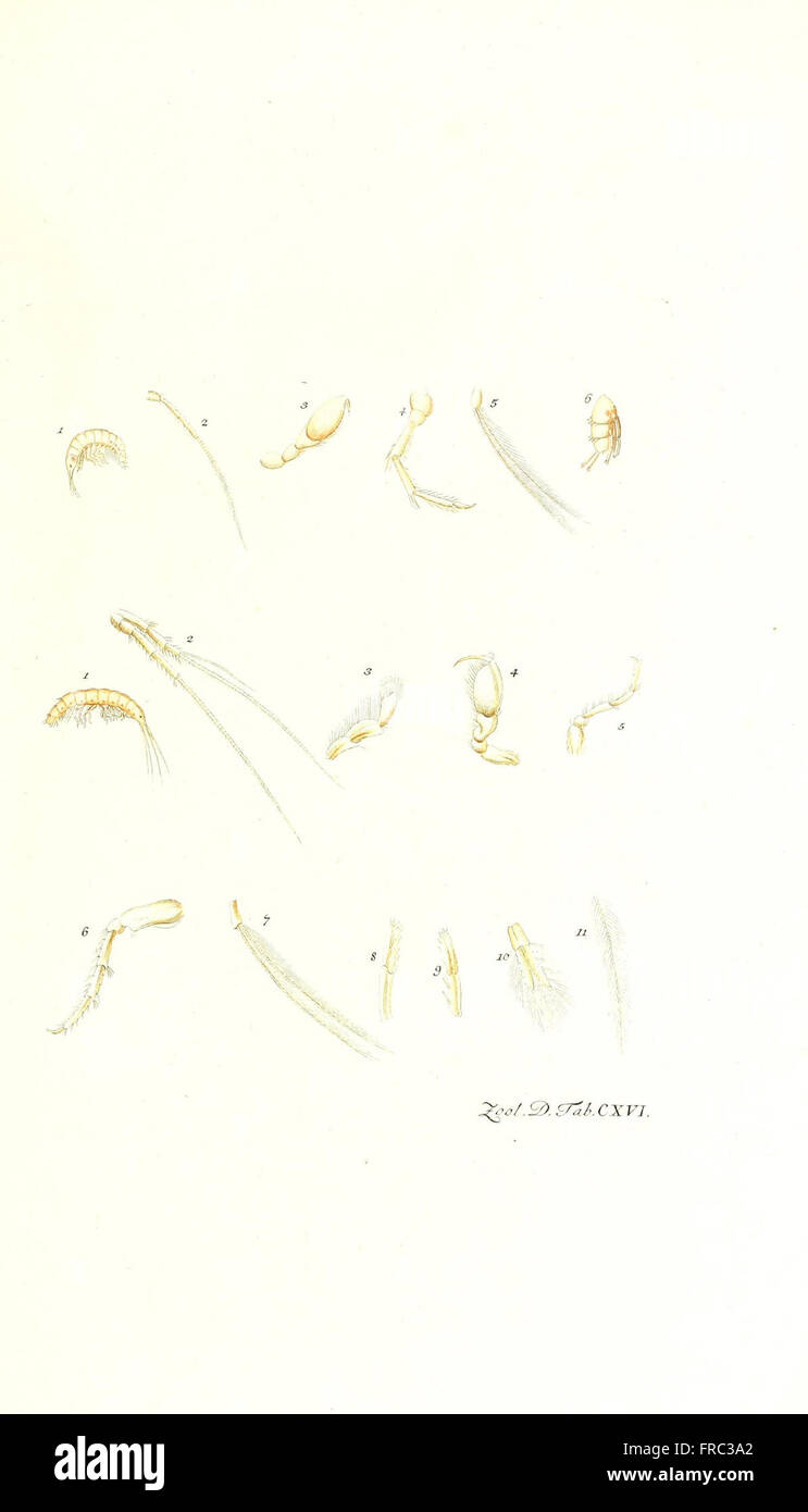 This work describes the rare and lesser-known animals of Denmark and ...