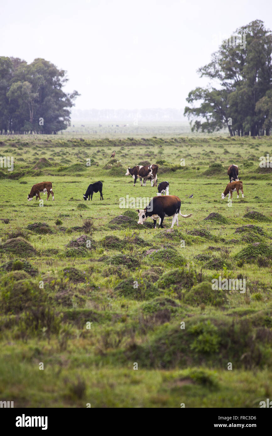 Cattle grazing in the field taken by termites in ESEC Taim - Ecological Station of Taim Stock Photo