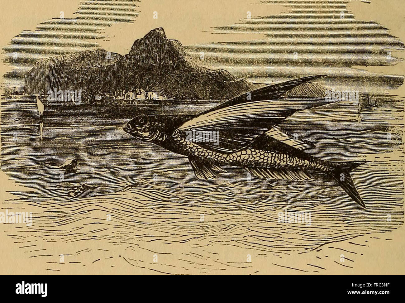 Four feet, wings, and fins (1879 Stock Photo Alamy