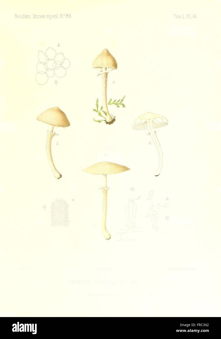 Icones mycologicC3A6, ou Iconographie des champignons de France principalement Discomycetes (Pl. 14) Stock Photo