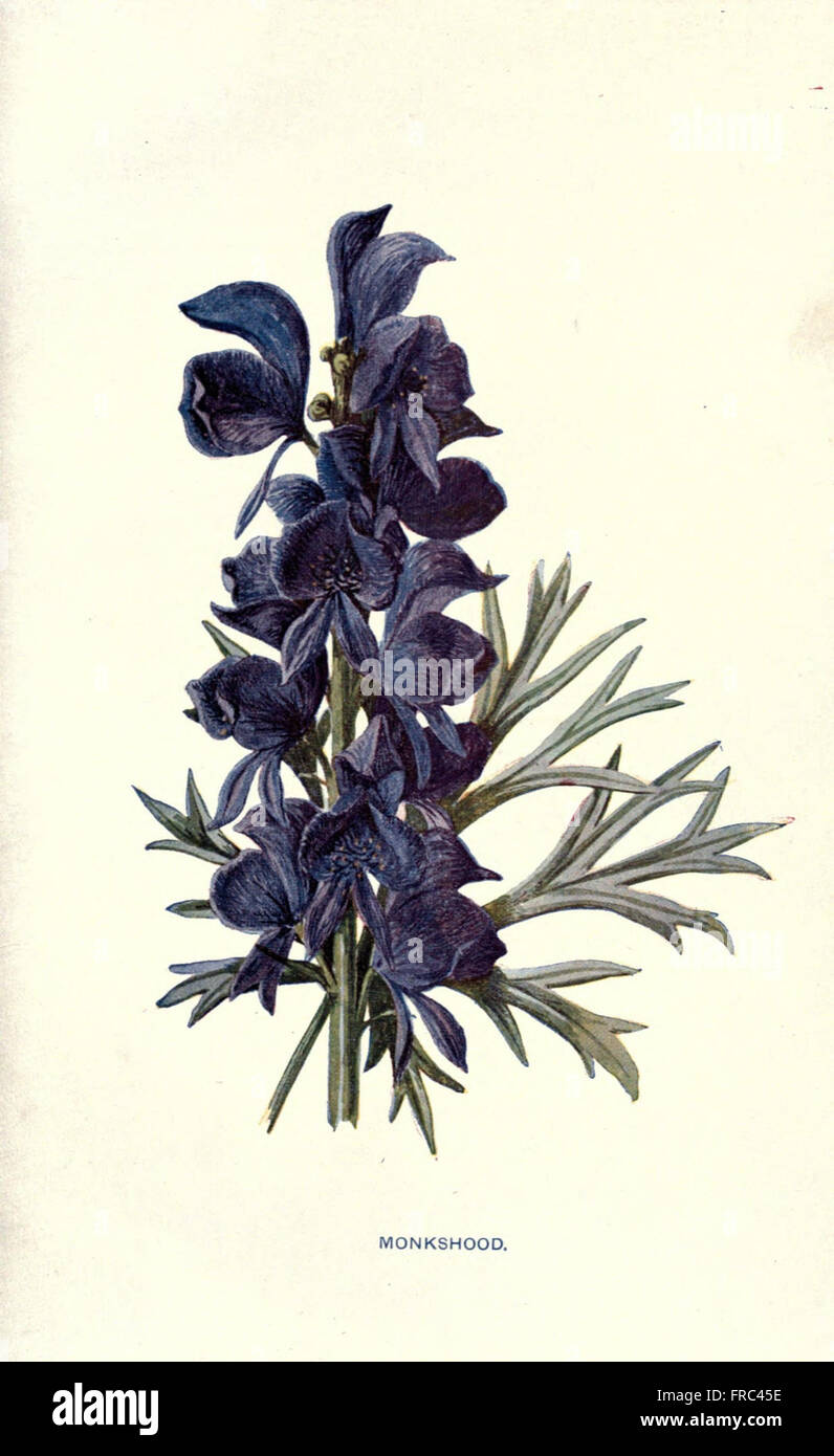 This plate illustrates various common garden flowers, offering insights ...