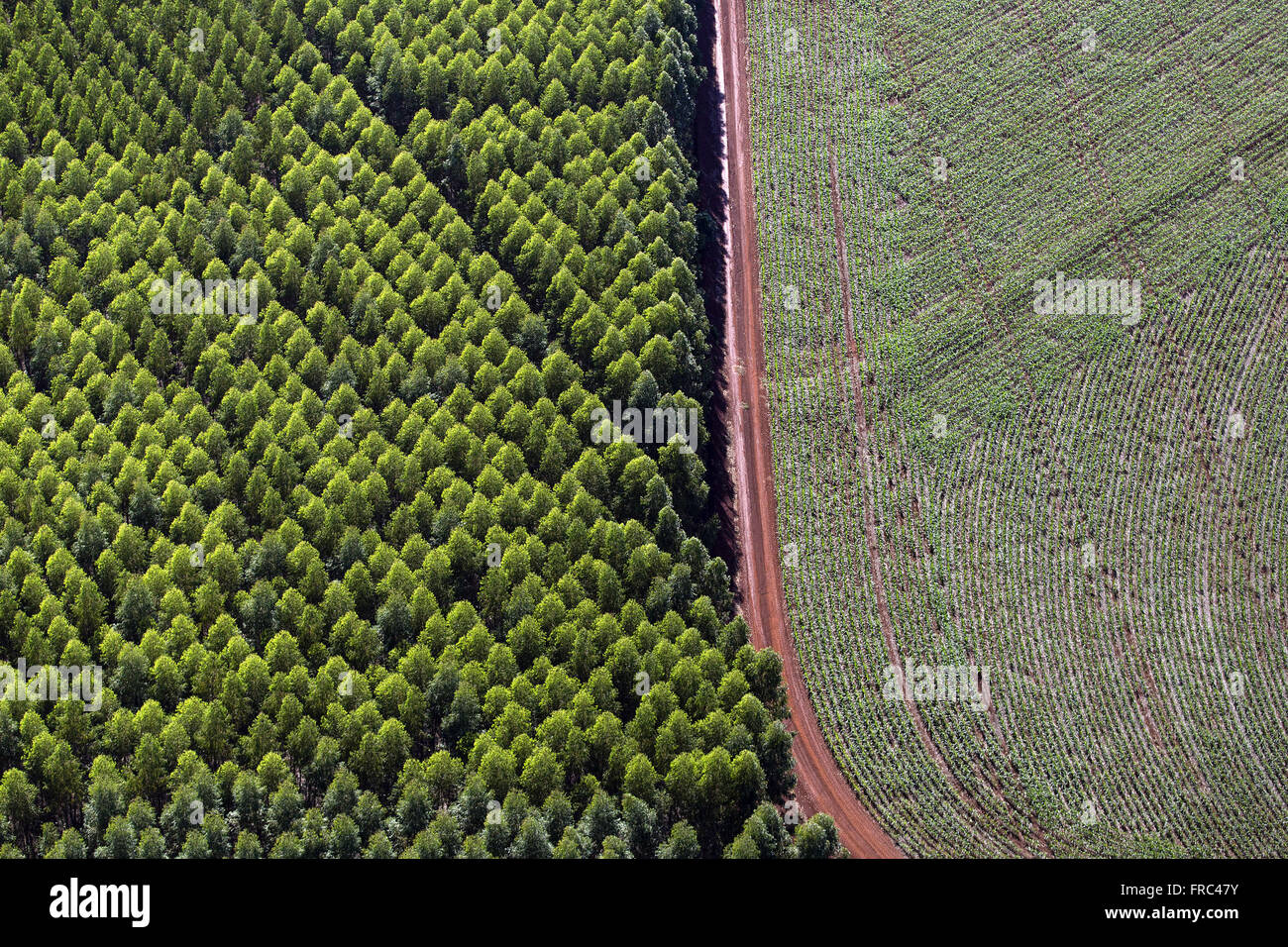 Aerial view of eucalyptus plantation for paper industry and newly planted corn Stock Photo