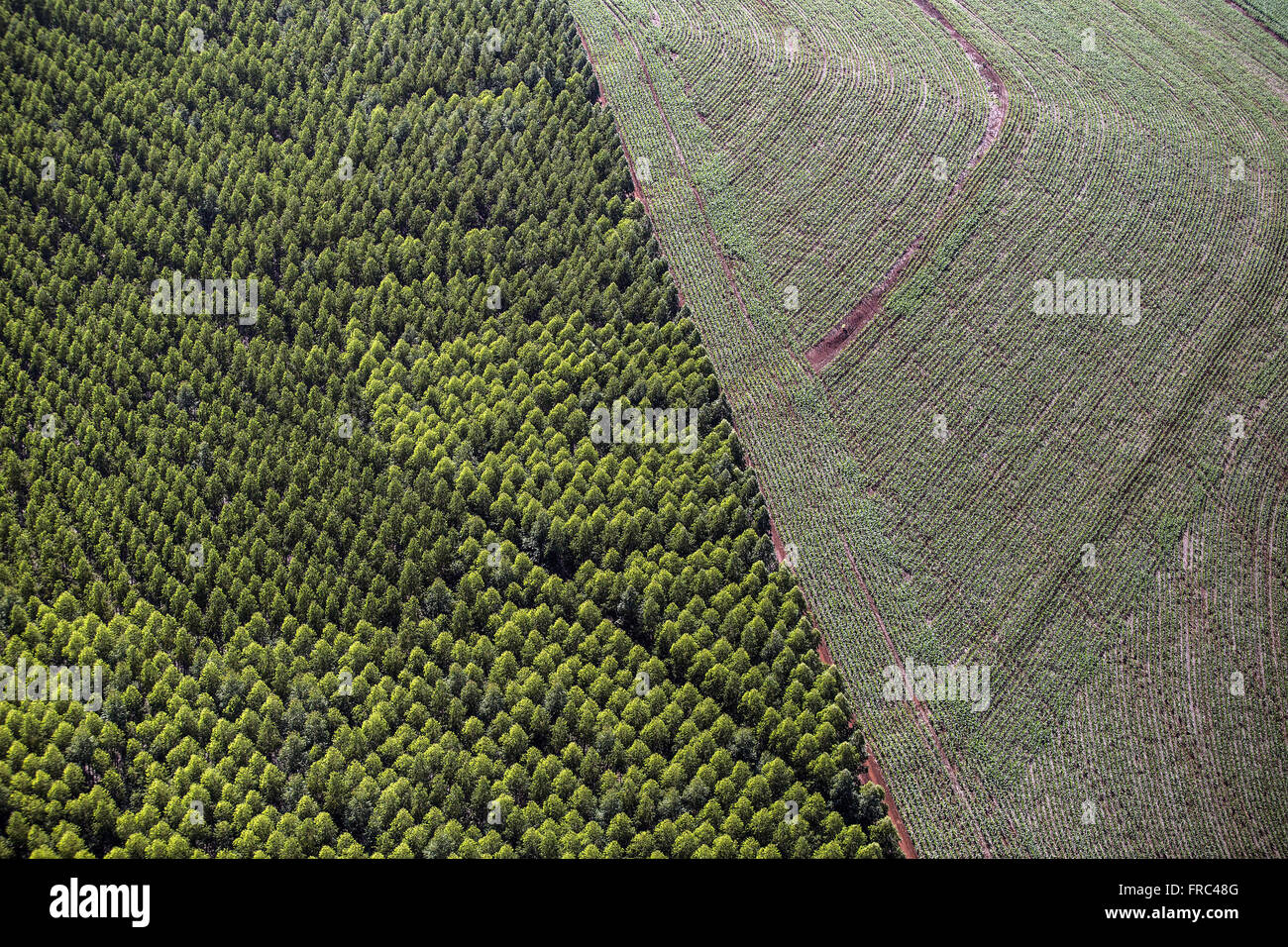 Aerial view of eucalyptus plantation for paper industry and newly planted corn Stock Photo