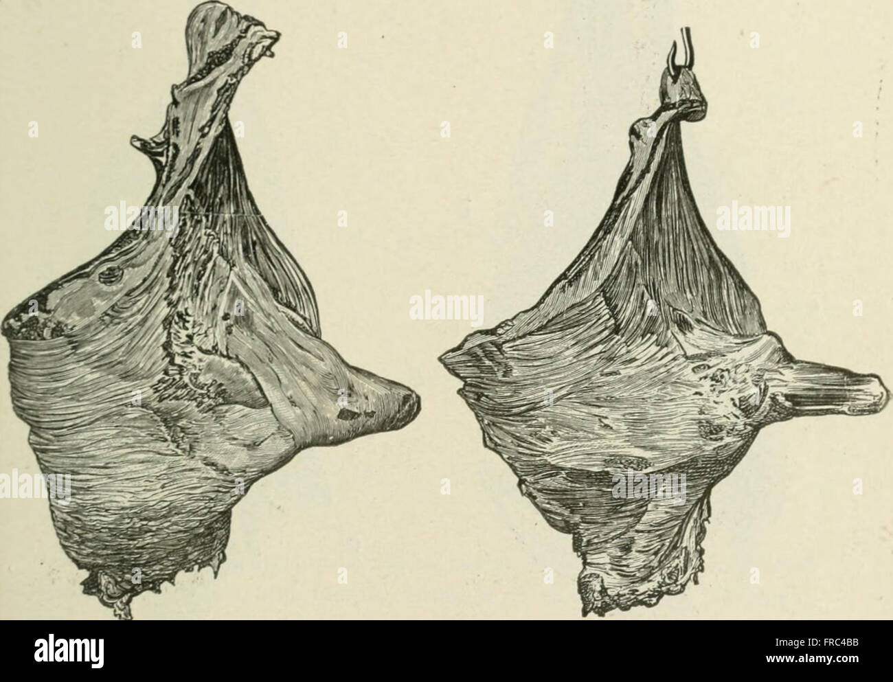 The 1904 'Handbook of Meat Inspection' provides practical guidelines ...