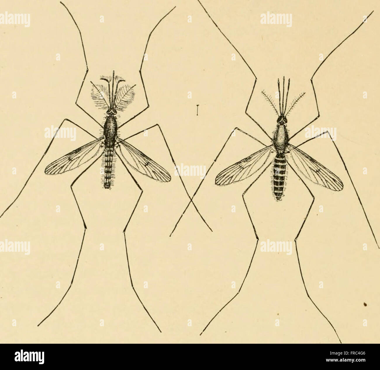 This guide offers comprehensive information on the care, breeding, and ...