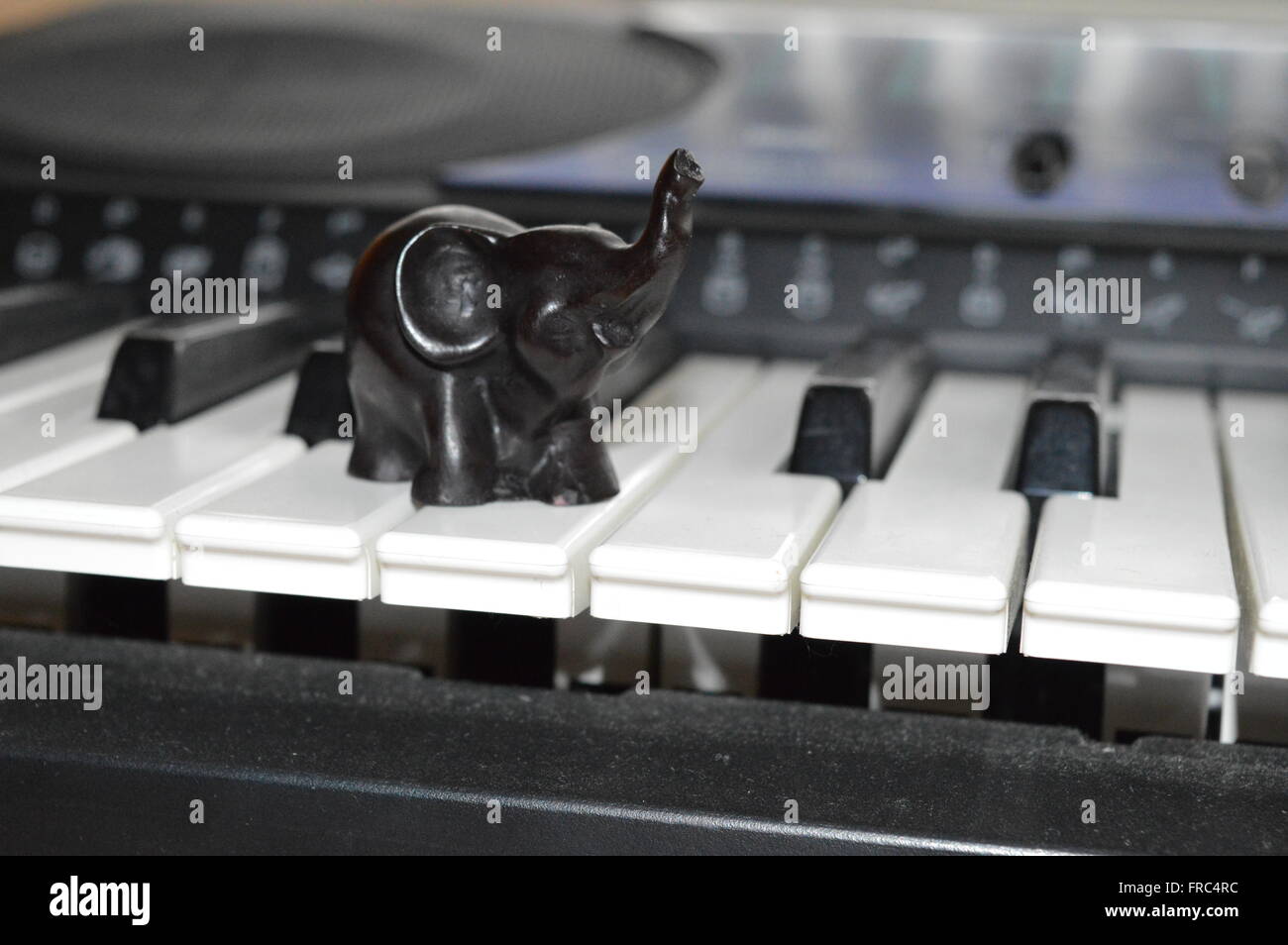 Elephant on Keyboard Stock Photo Alamy