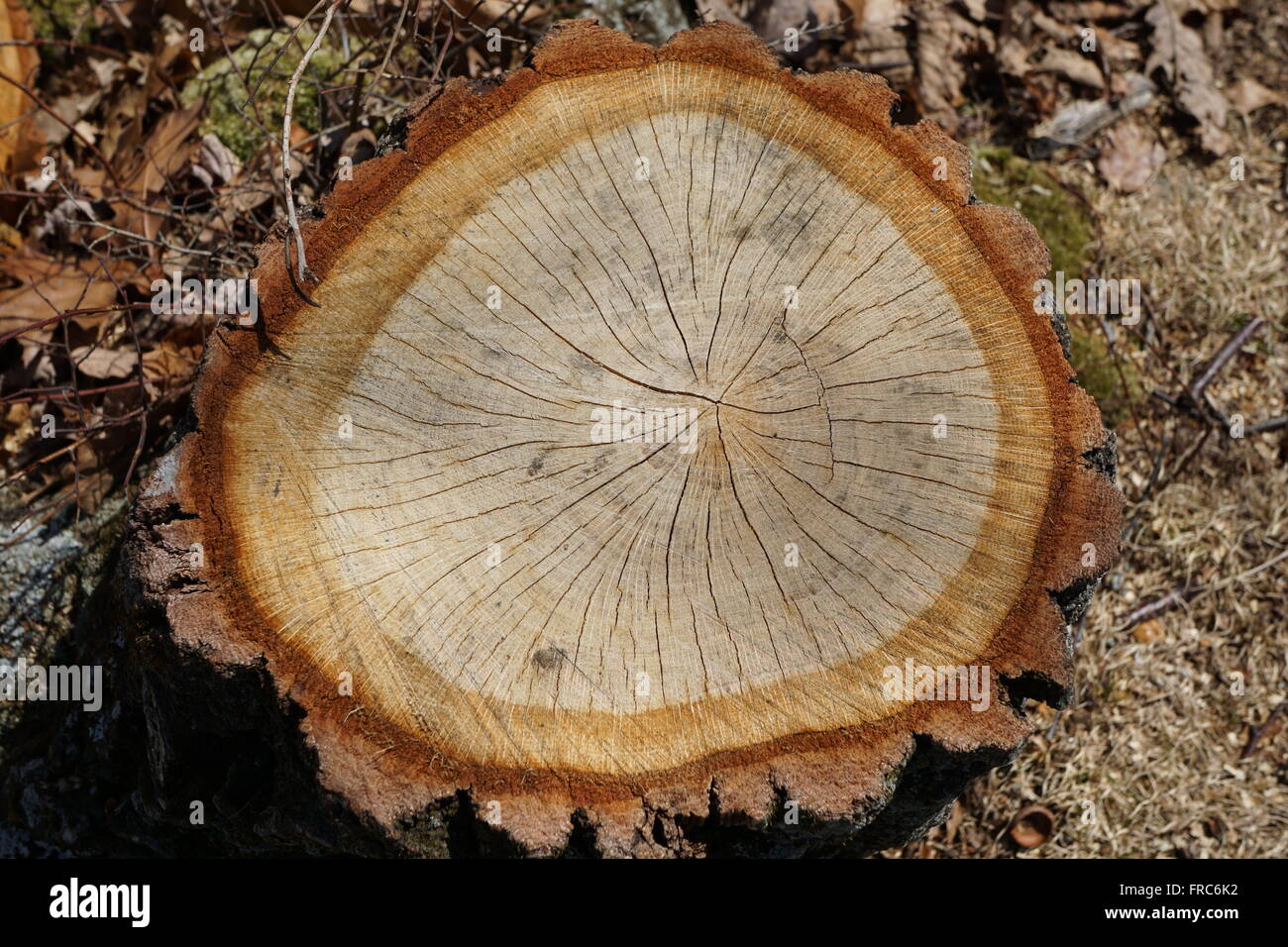 Colorful rings around a tree stump Stock Photo Alamy