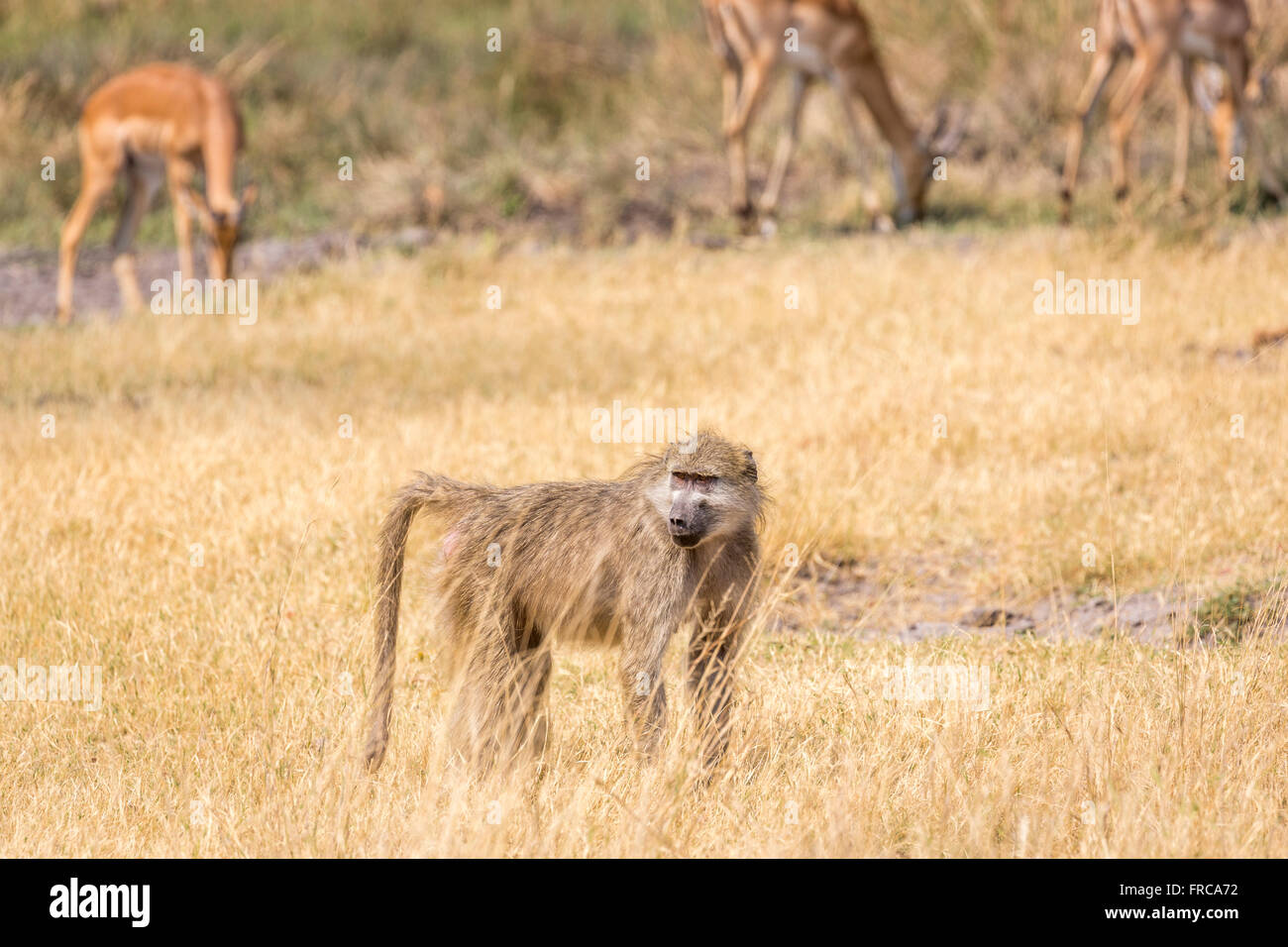 Chamca baboon (Papio ursinus), Sandibe Camp, by the Moremi Game Reserve, Okavango Delta, Botswana, southern Africa Stock Photo