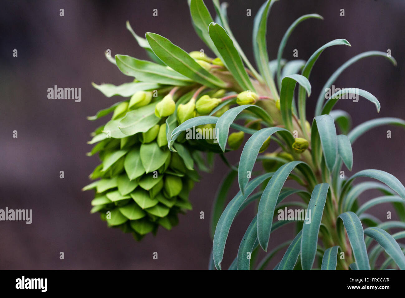 Euphorbia characias wulfenii, Mediterranean spurge Euphorbia wulfenii Stock Photo