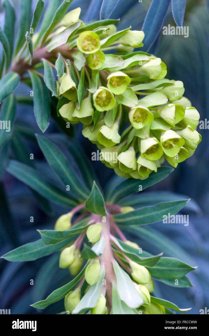Euphorbia characias wulfenii, Mediterranean spurge Stock Photo
