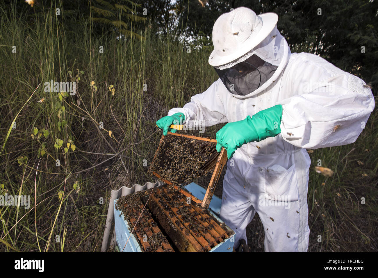 Beekeeper working in apiary honey extraction in the Congonhas district Stock Photo