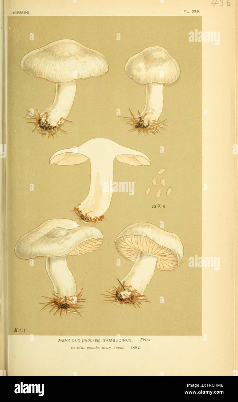 Illustrations of British Fungi (Hymenomycetes), to serve as an atlas to the  Handbook of British Fungi  (Pl. 436) Stock Photo
