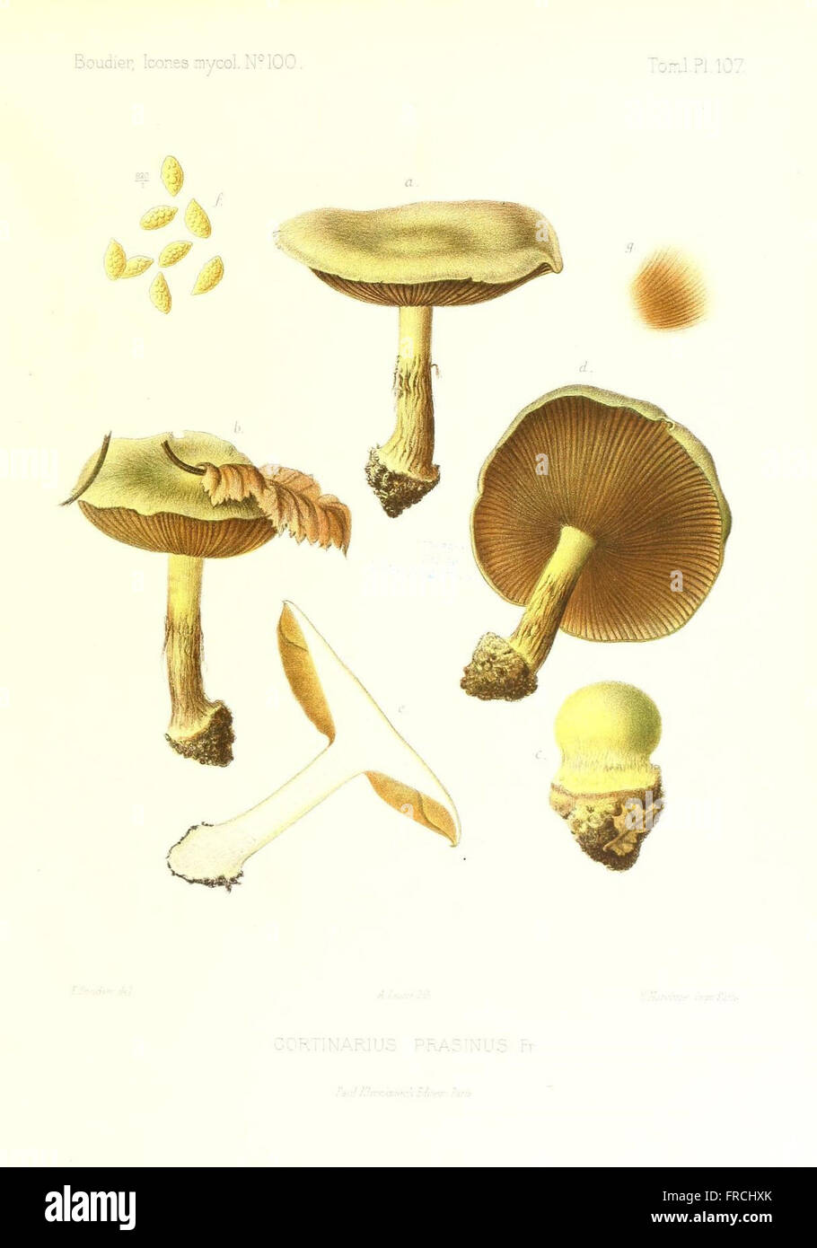 Icones mycologicC3A6, ou Iconographie des champignons de France principalement Discomycetes (Pl. 107) Stock Photo
