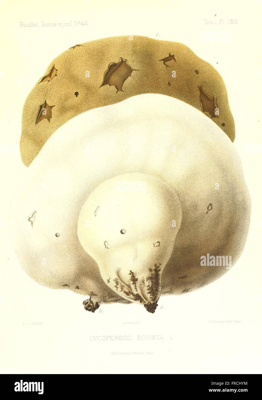 Icones mycologicC3A6, ou Iconographie des champignons de France principalement Discomycetes (Pl. 188) Stock Photo